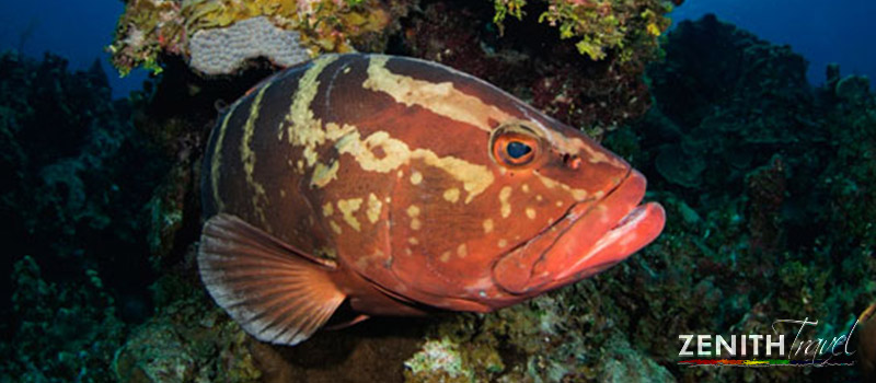 galapagos-dives-diverse-fish-life.jpg