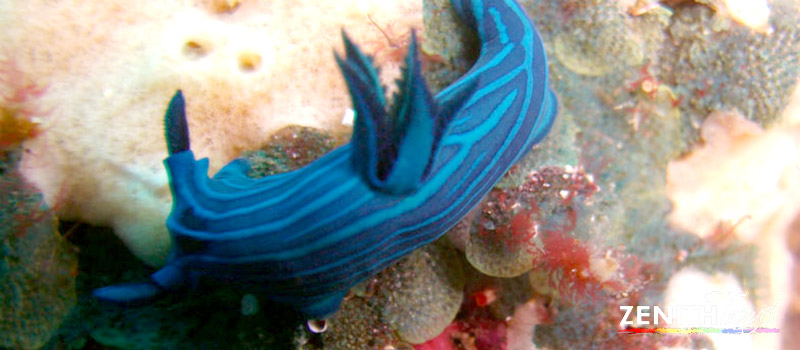 galapagos-dives-diverse-marine-life.jpg