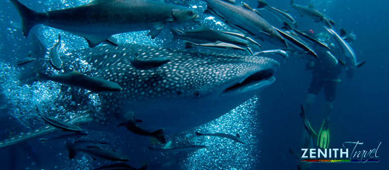 galapagos-dives-large-fish-experience.jpg
