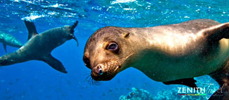 galapagos-dives-sea-lions-swimming.jpg