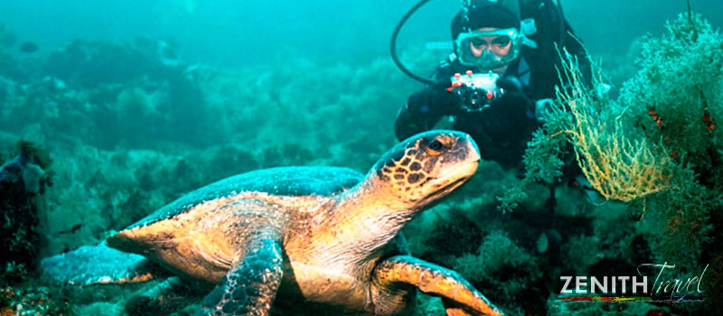 galapagos-dives-sea-turtle-diver-photographer.jpg