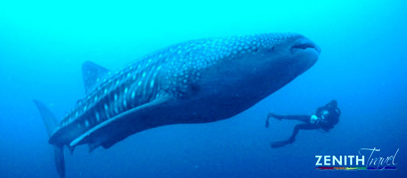 galapagos-dives-whale-shark-diver-02.jpg