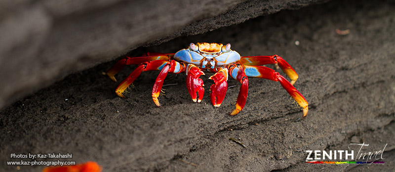 galapagos-crab-hiding-under-rock.jpg
