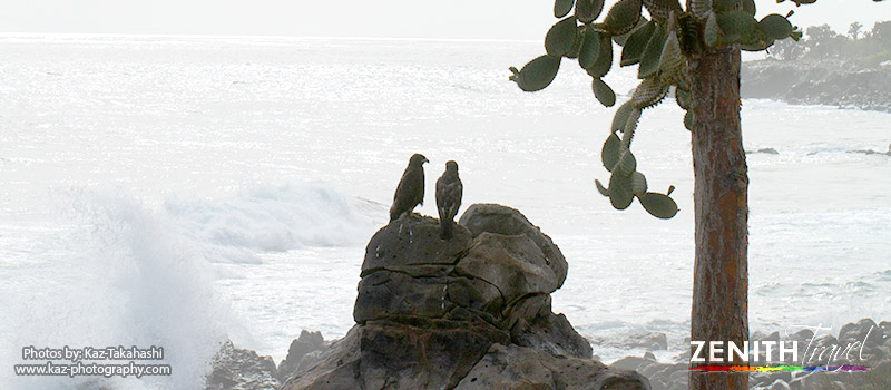 galapagos-hawks-by-beach-bright.jpg