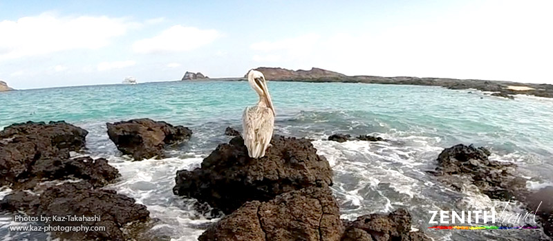 galapagos-islands-beach-pelican-on-rock.jpg