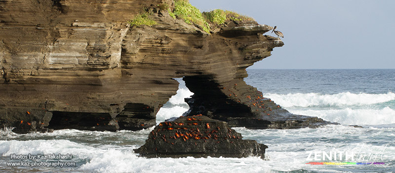 galapagos-islands-crabs-on-rock-by-beach.jpg
