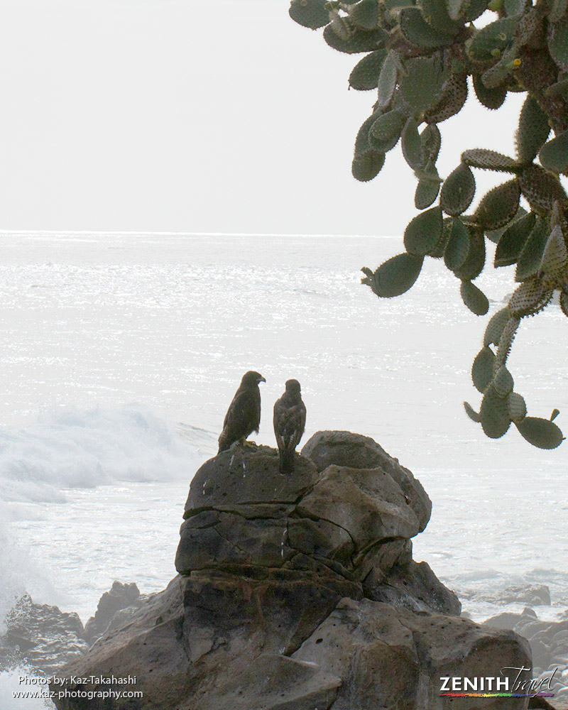 zt-kaz-galapagos-islands-hawks-couple-on-beach.jpg