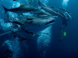 galapagos dives underwater fish