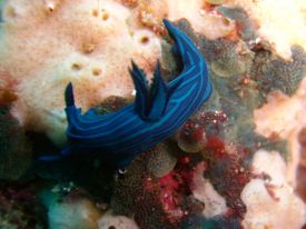 galapagos dives underwater fish