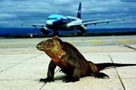 galapagos airport iguana