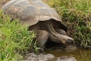 galapagos giant tortoise drinking water