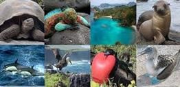 galapagos islands animals collage