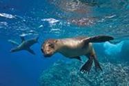 galapagos underwater sea lions swimming