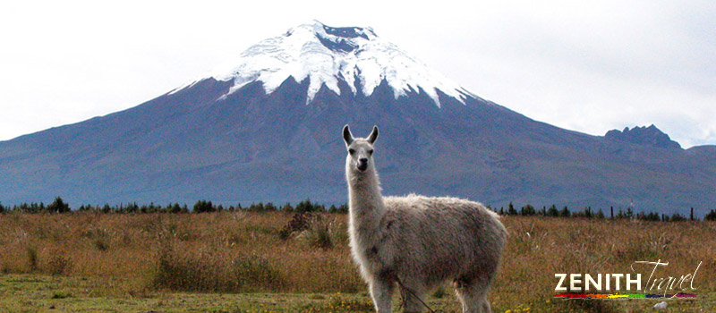 cotopaxi-volcano-llama-andes.jpg