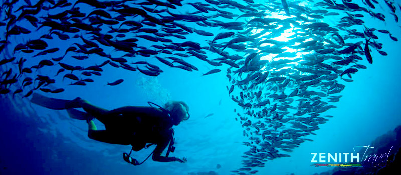 galapagos-dives-diver-by-fish-swirl.jpg
