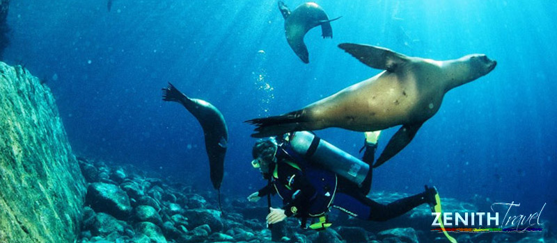 galapagos-dives-diver-sea-lions.jpg