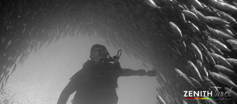 galapagos-dives-diver-under-fish-tunnel.jpg