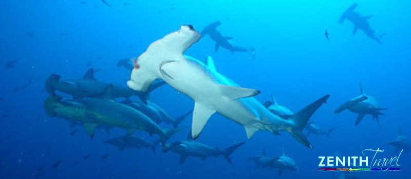 galapagos-dives-hammer-head-sharks.jpg