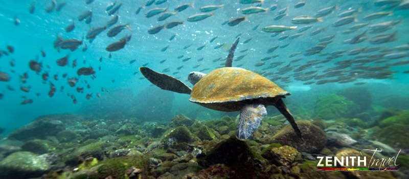 galapagos-dives-sea-turtle-school-of-fish.jpg