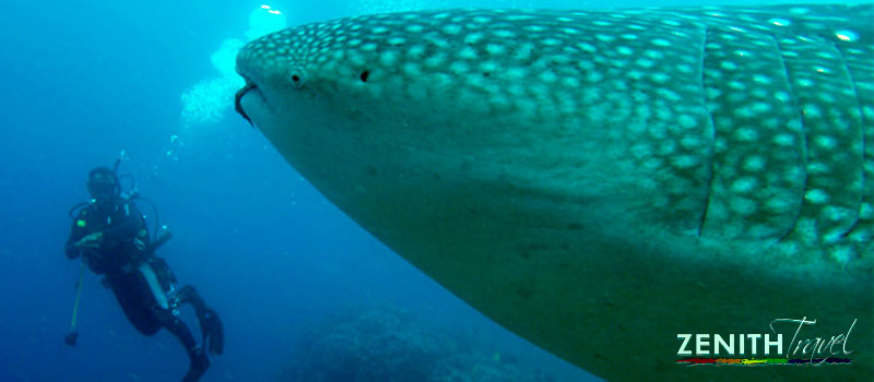 galapagos-dives-whale-shark-diver.jpg