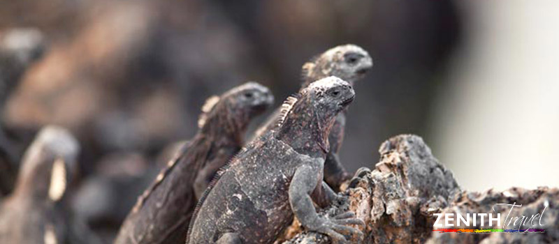 galapagos-iguanas-gathered-on-rock.jpg