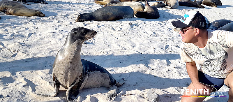 galapagos-sea-lion-on-beach-with-tourist.jpg