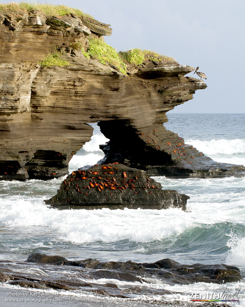 zt-kaz-galapagos-islands-beach-with-crabs-on-rocks.jpg